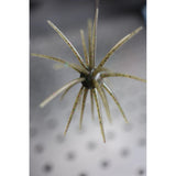 HOOKJAW Jawbreaker urchin bait in Dirty Gill