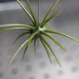 HOOKJAW Jawbreaker urchin bait in Moss Monster green pumpkin